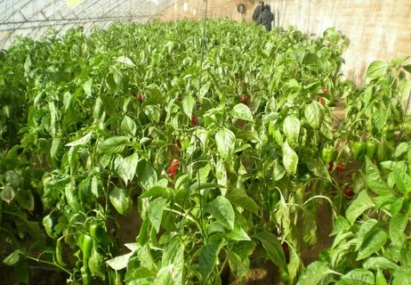 辣椒图片 辣椒图片