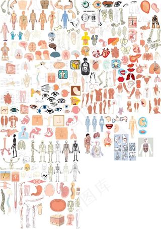 人体器官大全矢量图