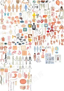 人体器官大全矢量图 人体器官大全矢量图
