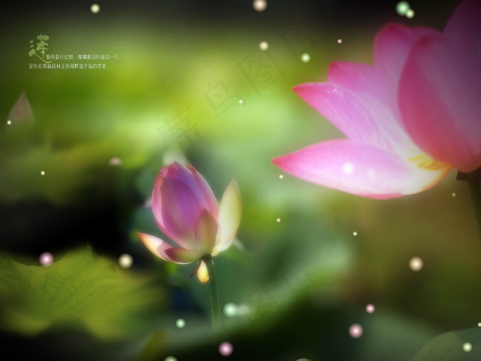 荷韵莲花香psd分层素材