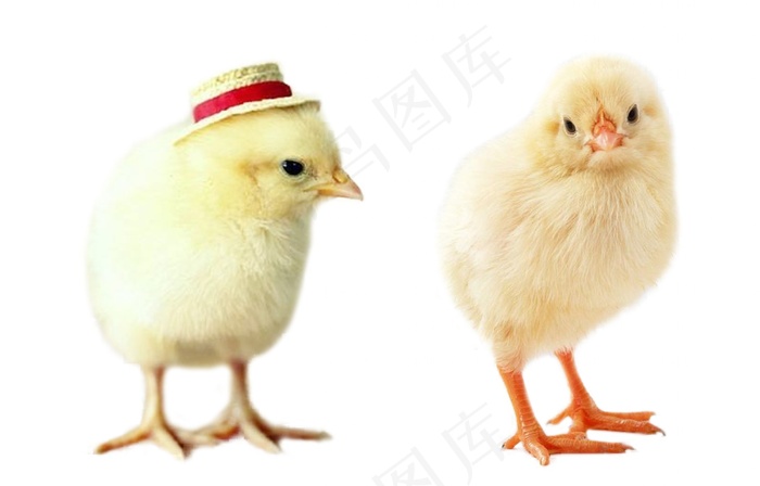 小鸡免抠素材PSD分层