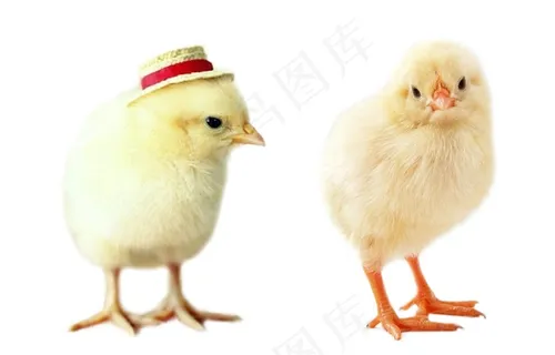 小鸡免抠素材PSD分层