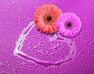 新型小雏菊图片