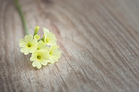 黄花九轮草图片 黄花九轮草图片