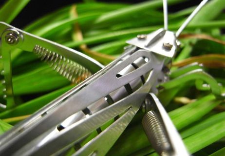 不朽昆虫图片 不朽昆虫图片