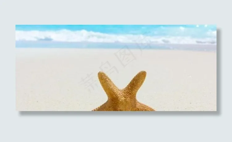 海星图片