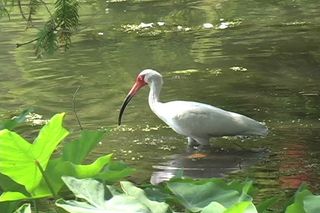 幕后喂养大力路易斯安那证券的录像 ...