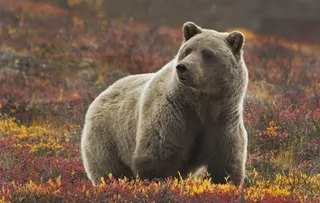 美丽山上的狗熊图片