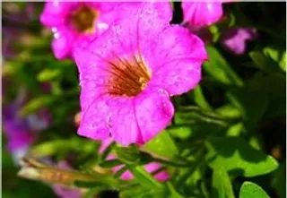 紫色喇叭花图片