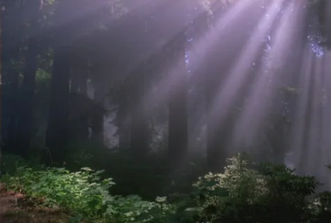 广袤的森林素材下载