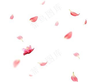 花瓣素材大图psd图层 PNG