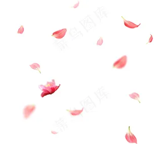 花瓣素材大图psd图层 PNG