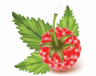 红莓矢量素材图片