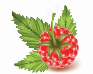 红莓矢量素材图片
