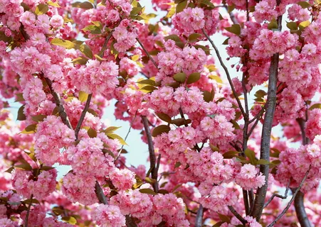 春天花朵 花朵图片 桃花 李花 杏花 春暖花朵 桃花林 春天花朵 花朵图片 桃花 李花 杏花 春暖花朵 桃花林
