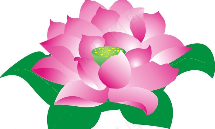矢量荷花图片cdr矢量模版下载