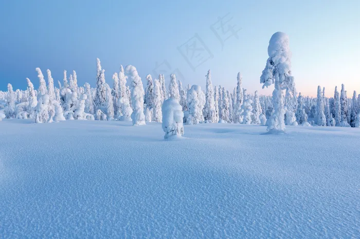 美丽冬天树林雪景