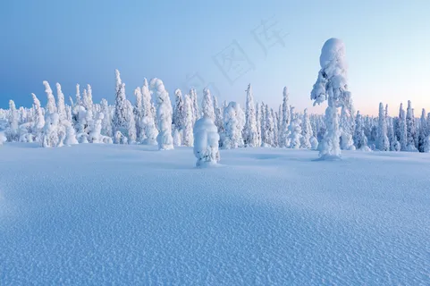 美丽冬天树林雪景