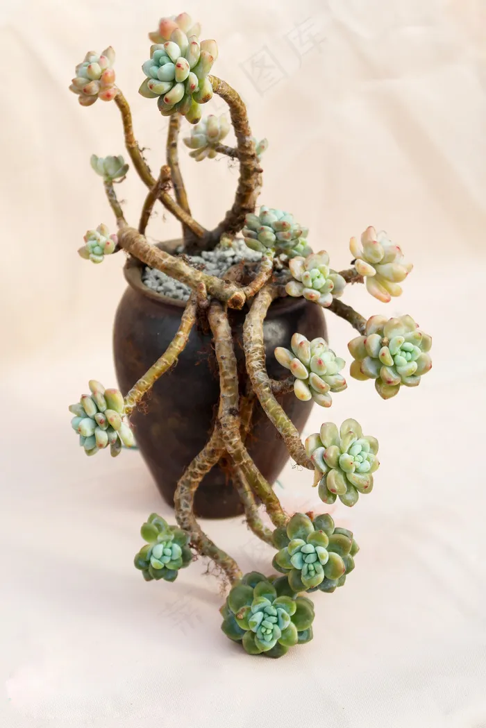 多肉植物图片