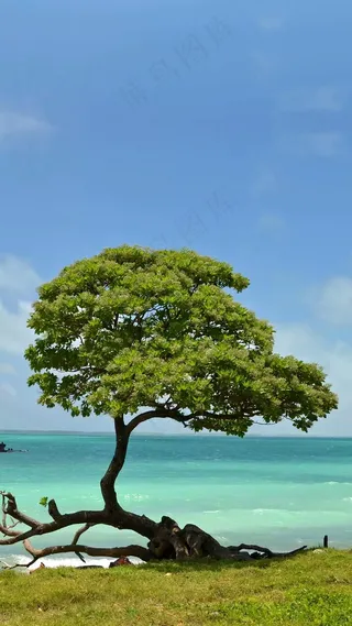 海边上的树高清摄影图片