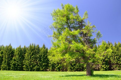 草地上的一棵树图片