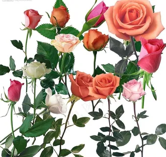 玫瑰花朵图片 玫瑰花朵图片