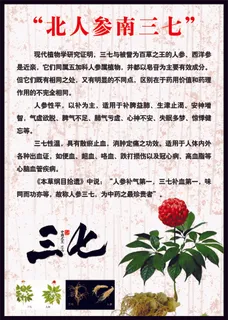 北人参南三七