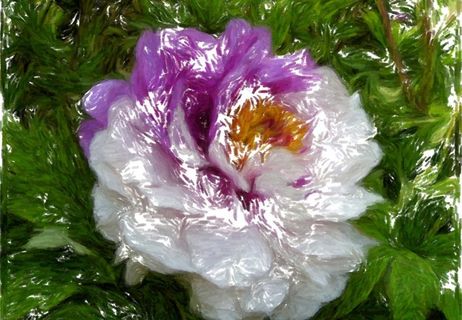 原创鼠绘牡丹图片