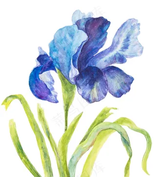 手绘水彩植物花卉