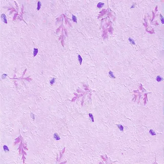 清爽树叶花瓣底纹花纹背景