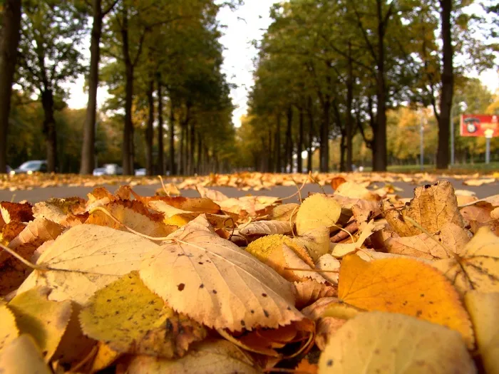 道路上的黄叶