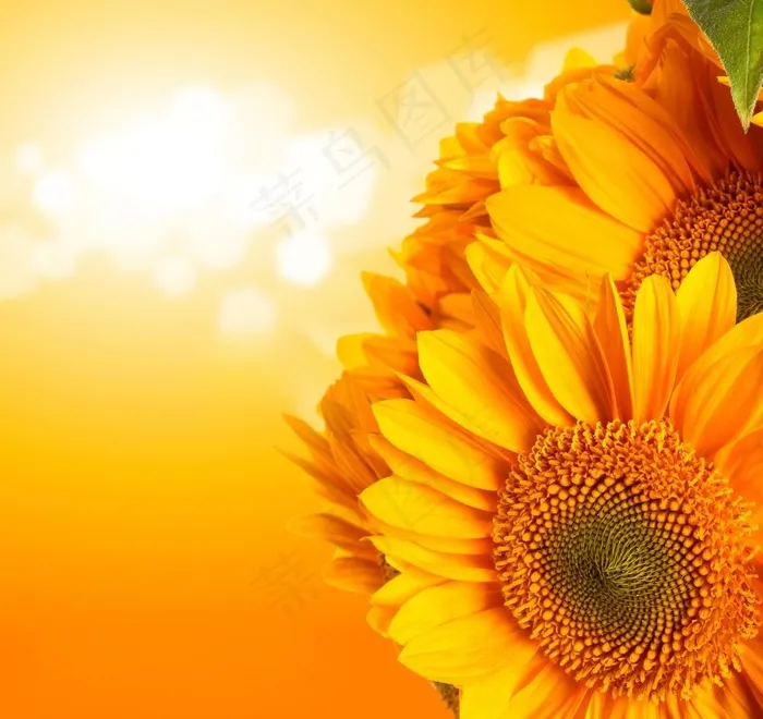 高清向日葵图片