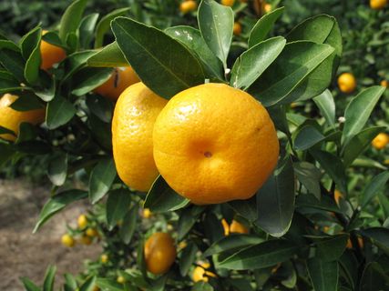 新鲜桔子图片