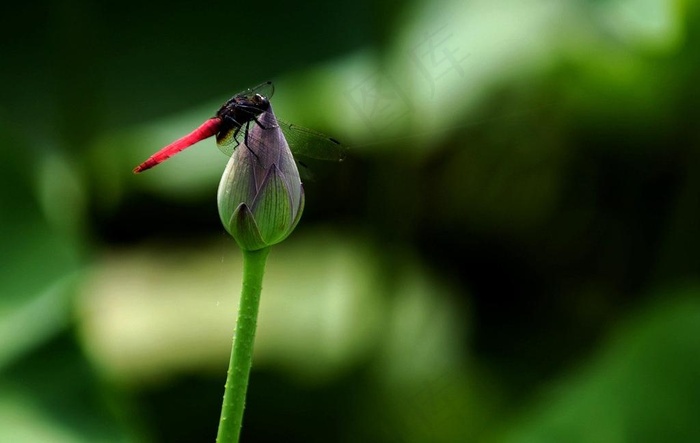玉华洞荷花图片