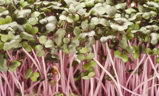 豆芽图片 豆芽图片