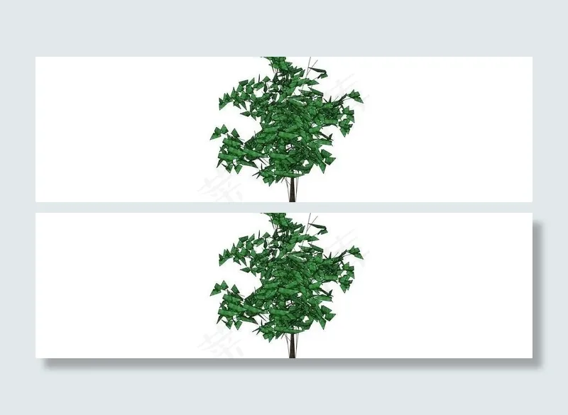 梓树图片