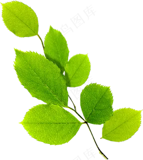 树枝树叶免抠素材PNG分层 