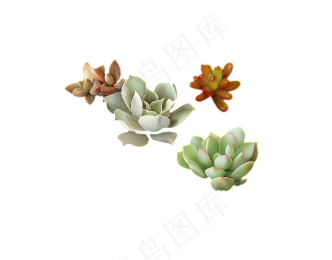 多肉植物