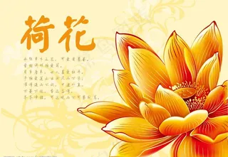 金色的矢量荷花图片