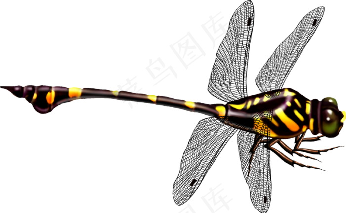 免抠png图片ps素材蜻蜓