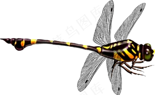 免抠png图片ps素材蜻蜓