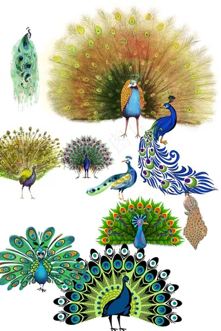 漂亮美丽孔雀开屏透明元素