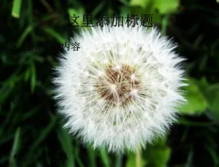 PPT高考学子如蒲公英般背景图片...