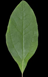 3d马自达汽车蓝色模型汽车模型场景 3d马自达汽车蓝色模型汽车模型场景