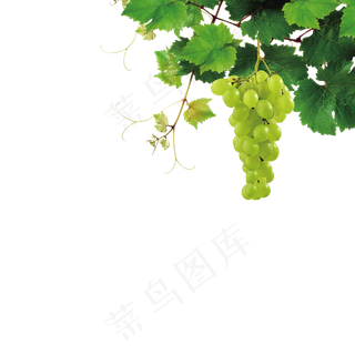 卡通葡萄海报装饰PNG元素