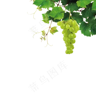 卡通葡萄海报装饰PNG元素