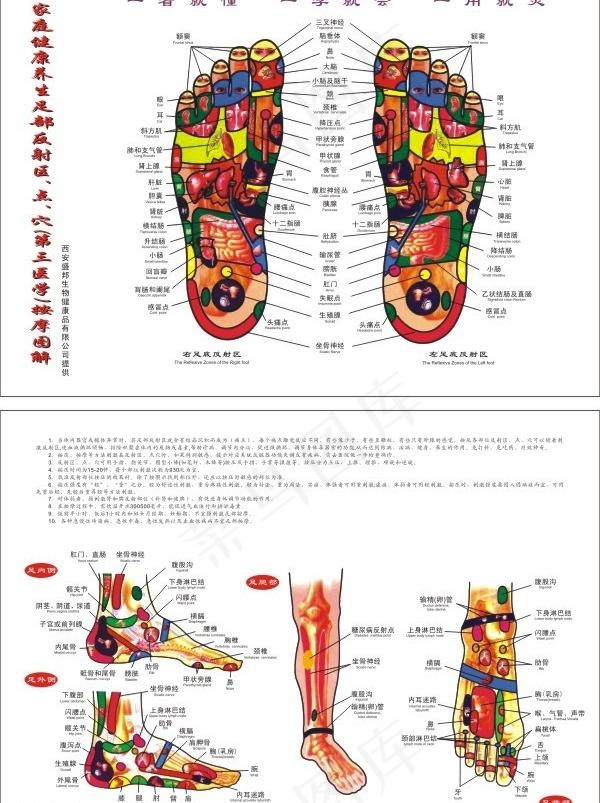 足部穴位图片cdr矢量模版下载