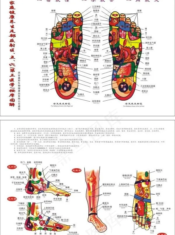 足部穴位图片cdr矢量模版下载