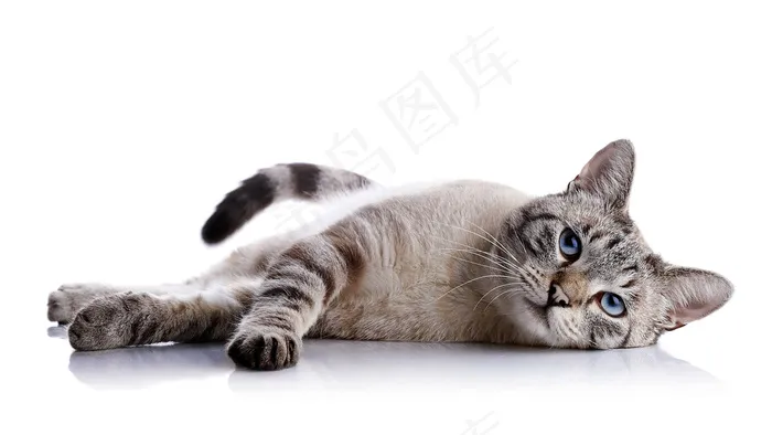 躺在地上的猫图片