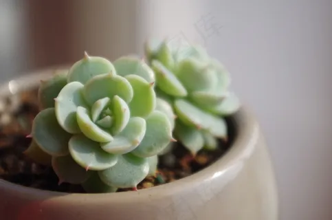 多肉植物图片 多肉植物图片